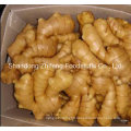 2015 New Season Fresh Vegetabls Yellow Ginger